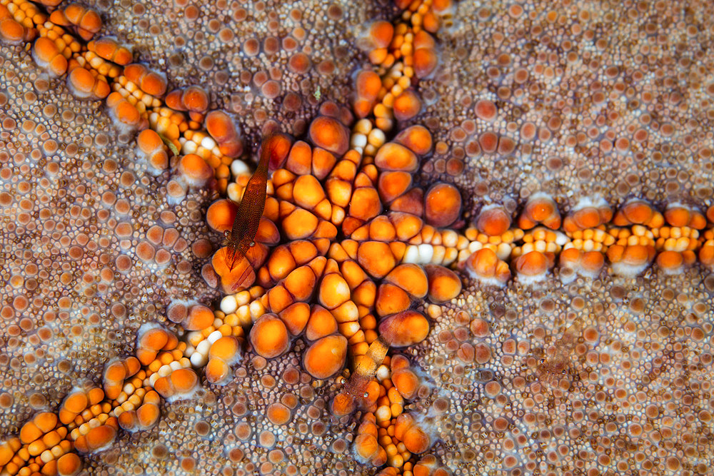 A tiny shrimp (Periclimenes soror) lives on a pin-cushion starfish in Raja Ampat, Indonesia. This remote, tropical region is home to extraordinary marine biodiversity.