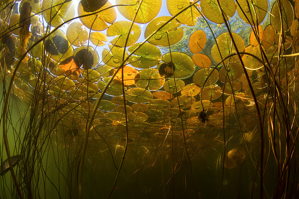 Colorful lily pads grow along the shallow edge of a freshwater lake in New England. Aquatic vegetation, which thrives during summer months, provides vital habitat for many fish, amphibians, and reptiles.