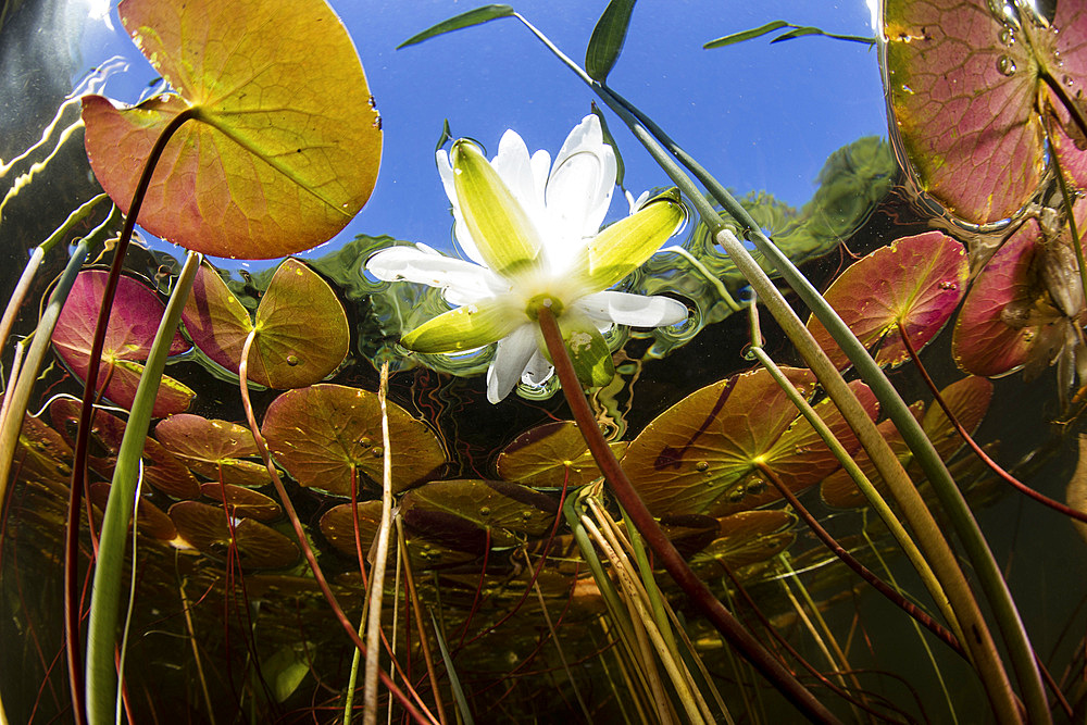 Colorful and flowering lily pads grow along the shallow edge of a freshwater lake in New England. Aquatic vegetation, which thrives during summer months, provides vital habitat for many fish, amphibians, and reptiles.