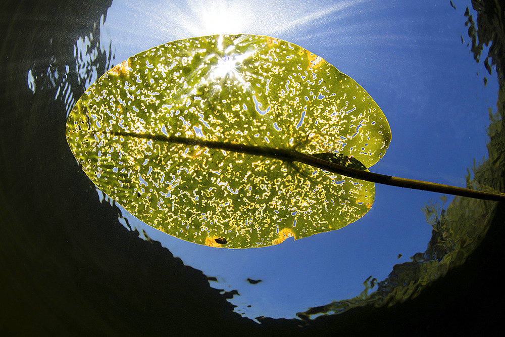 Bright sunlight shines down on lily pads growing along the shallow edge of a freshwater lake in New England. Aquatic vegetation, which thrives during summer months, provides vital habitat for many fish, amphibians, and reptiles.