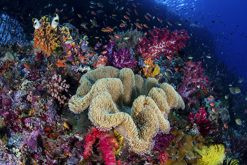 A colorful and healthy coral reef thrives in shallow water in Raja Ampat, Indonesia. This remote region is known as the heart of the Coral Triangle due to its extraordinary marine biodiversity.