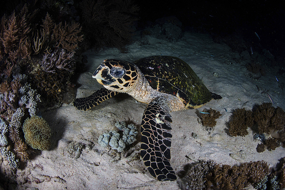 A hawksbill sea turtle (Eretmochelys imbricata) is found on a reef at night in Komodo National Park, Indonesia.