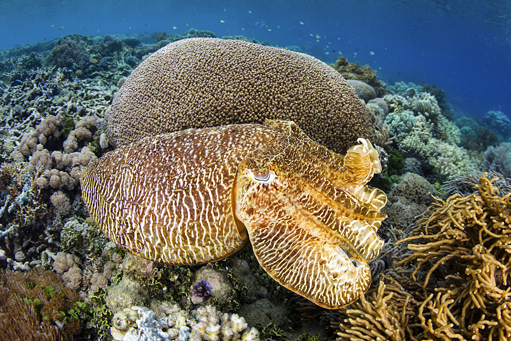 A broadclub cuttlefish (Sepia latimanus) uses camouflage to blend into a shallow coral reef in Raja Ampat, Indonesia. This remote region is known as the heart of the Coral Triangle due to its extraordinary marine biodiversity.