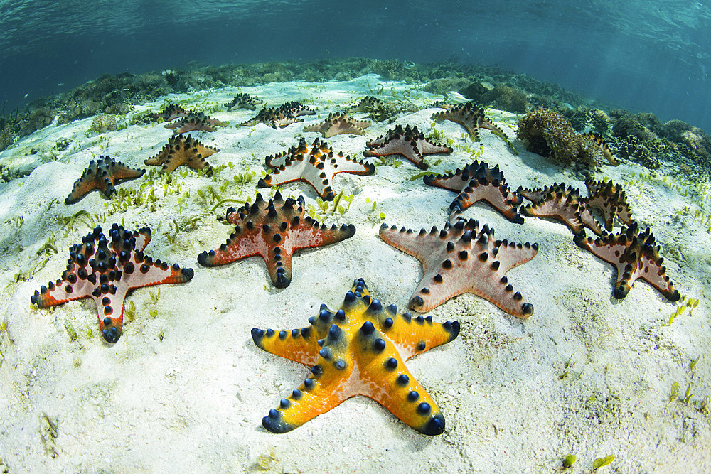 Colorful chocolate chip starfish (Protoreaster nodosus) cling to the seafloor of a seagrass meadow in Komodo National Park, Indonesia.