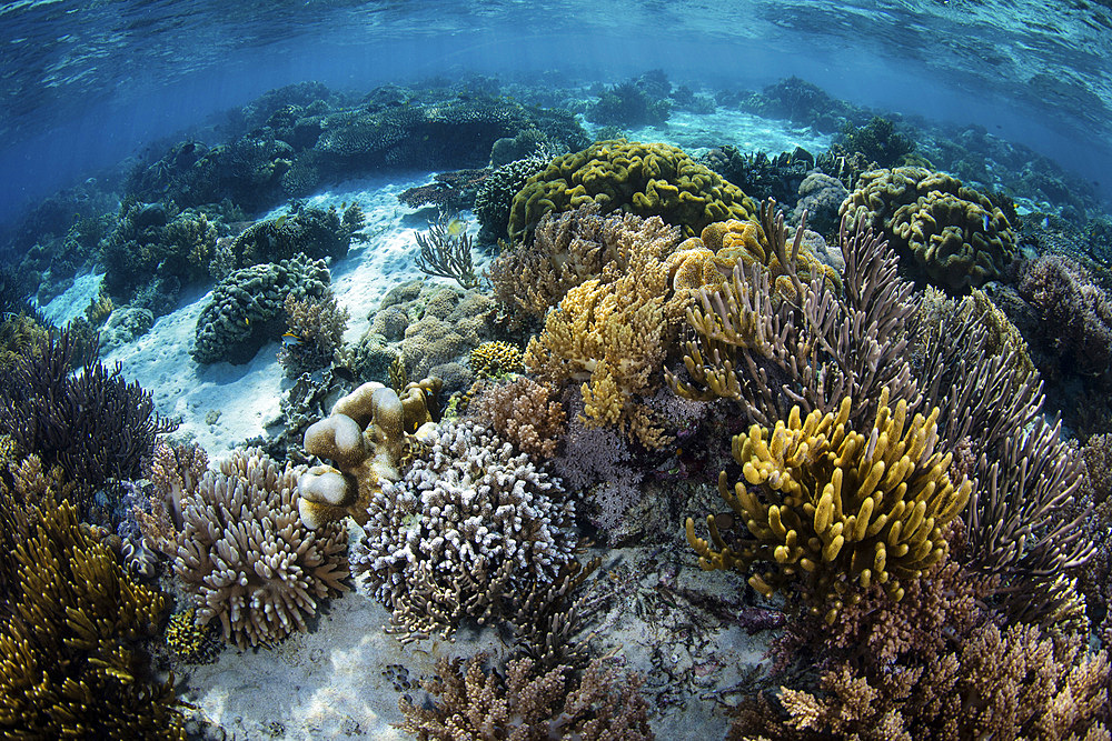 A beautiful reef full of soft corals grows in Komodo National Park, Indonesia.