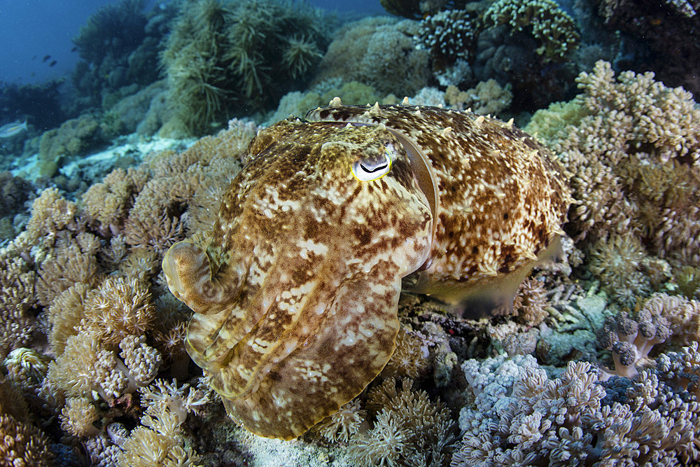 A broadclub cuttlefish (Sepia latimanus) hovers above a beautiful coral reef in Komodo National Park, Indonesia.