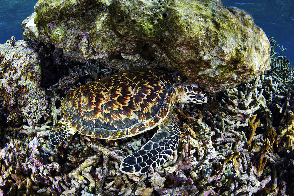 A young hawksbill sea turtle (Eretmochelys imbricata) has found a quiet place to sleep in Komodo National Park, Indonesia.