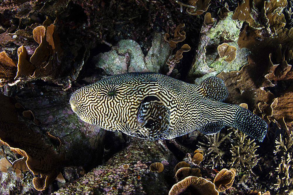 A large map pufferfish (Arothron mappa) swims along a reef in Komodo National Park, Indonesia.