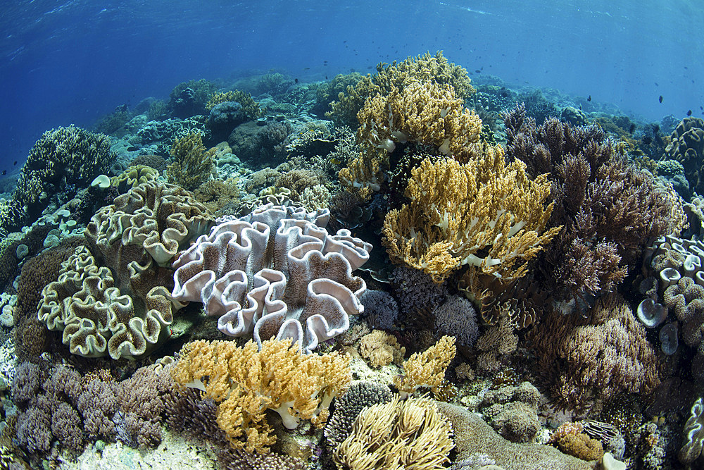 A beautiful and healthy coral reef grows in Komodo National Park, Indonesia.