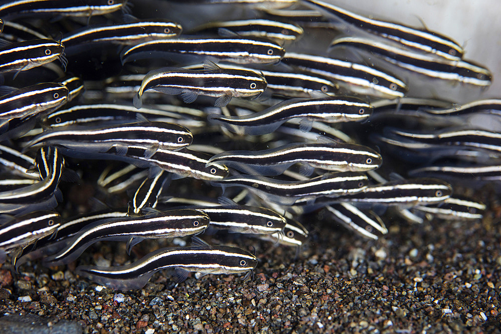 A school of juvenile striped eel catfish (Plotosus lineatus) swims over the seafloor in Komodo National Park, Indonesia.