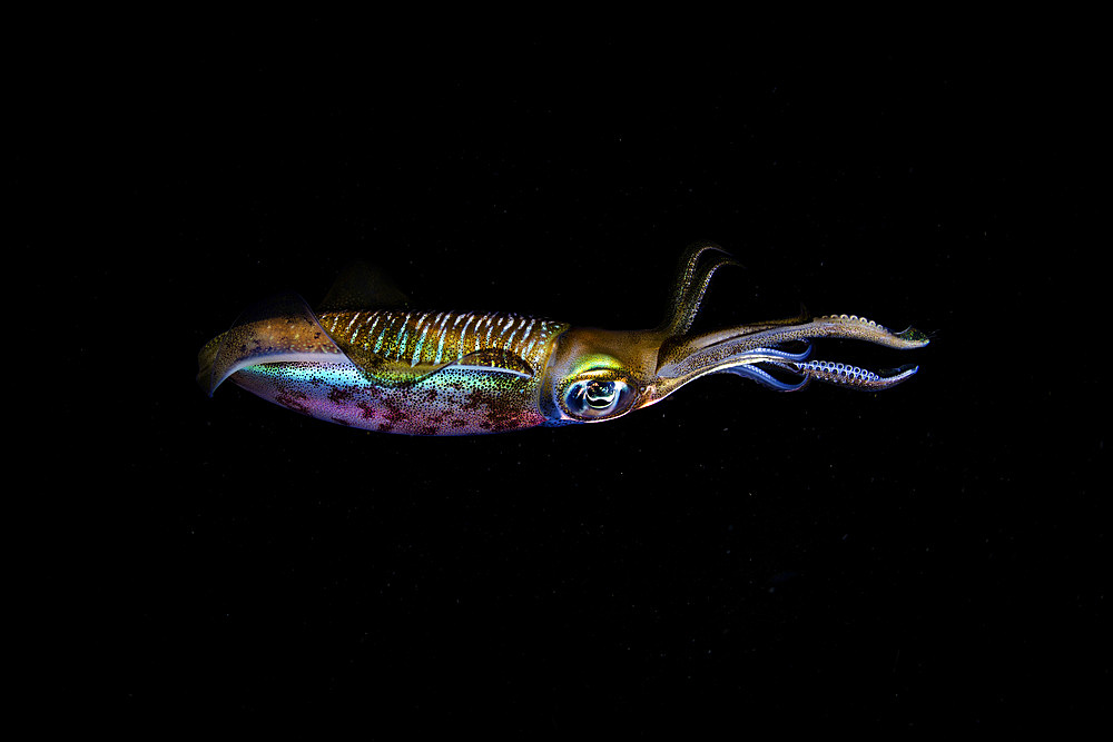 A bigfin reef squid (Sepioteuthis lessoniana) hovers in nighttime waters off the coast of Komodo Island in Komodo National Park, Indonesia.