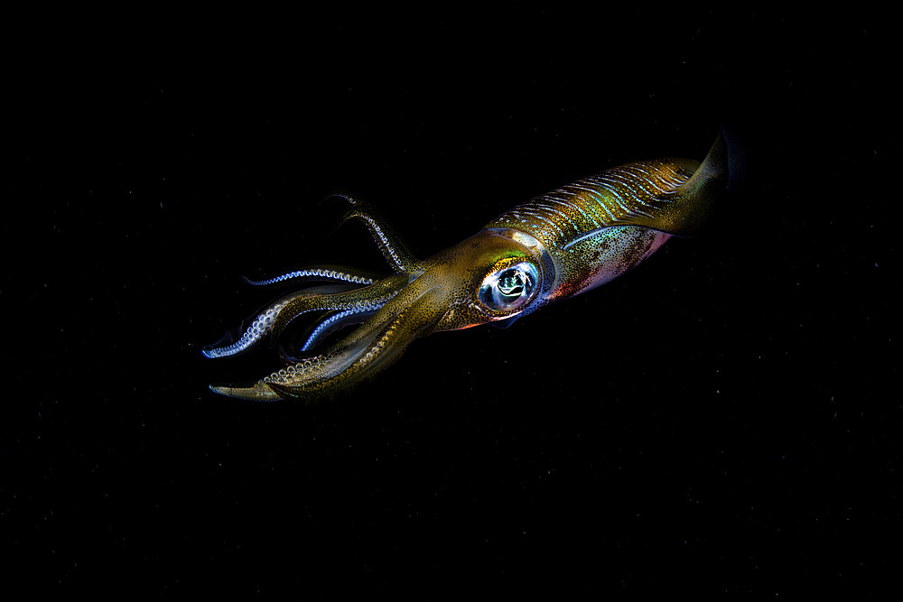 A bigfin reef squid (Sepioteuthis lessoniana) hovers in nighttime waters off the coast of Komodo Island in Komodo National Park, Indonesia.