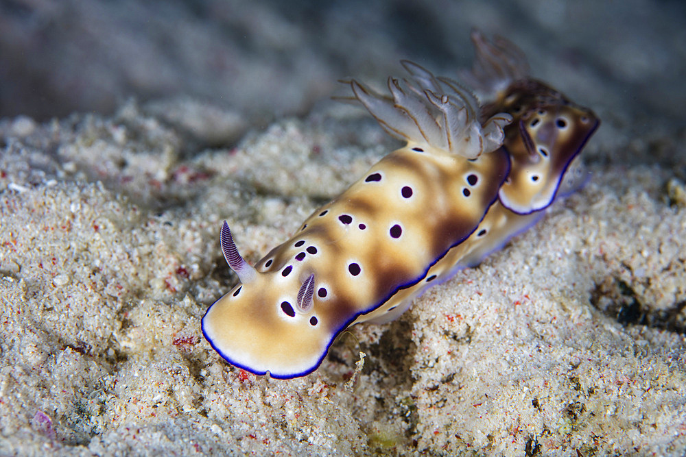 A pair of beautiful nudibranchs (Hypselodoris tryoni) crawl along the seafloor near Alor in the Lesser Sunda Islands of Indonesia.