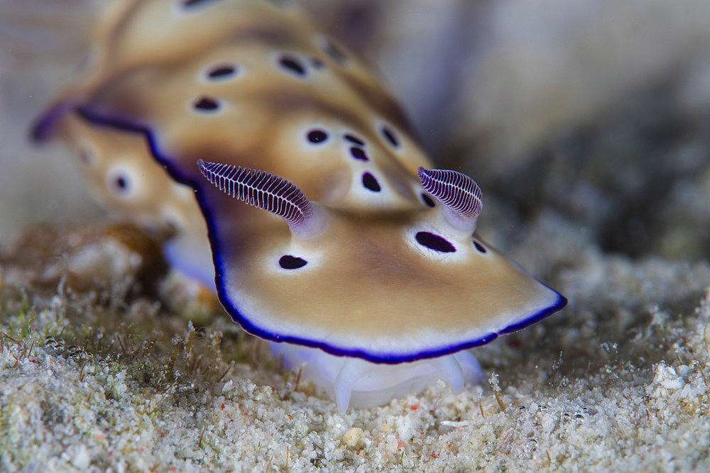 A beautiful nudibranch (Hypselodoris tryoni) crawls along the seafloor near Alor in the Lesser Sunda Islands of Indonesia.