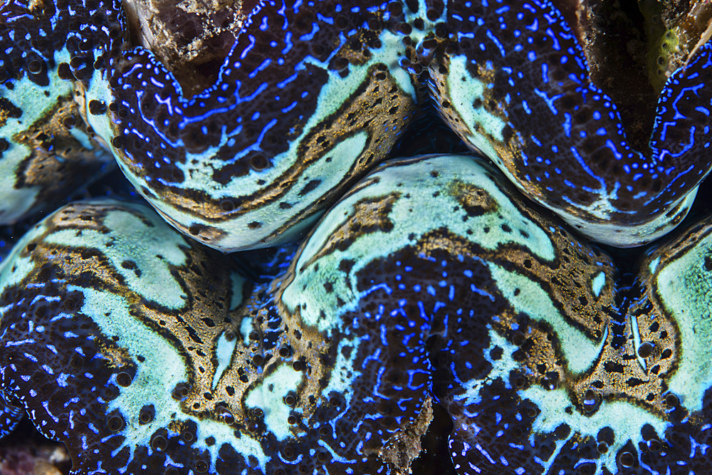 Detail of a colorful giant clam (Tridacna maxima) growing on a reef near Alor in the Lesser Sunda Islands of Indonesia.