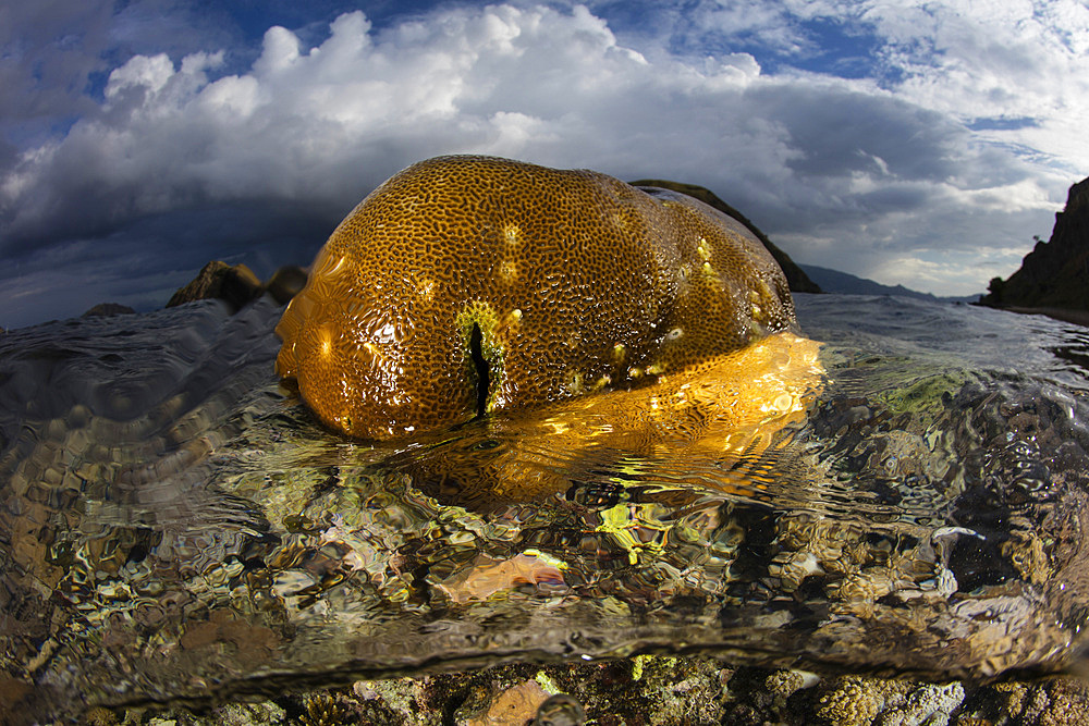 A beautiful set of corals grows in extremely shallow water in Komodo National Park, Indonesia.