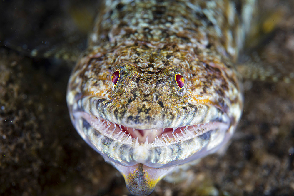 A predatory lizardfish is finishing off a meal of a blenny in the Lesser Sunda Islands of Indonesia.