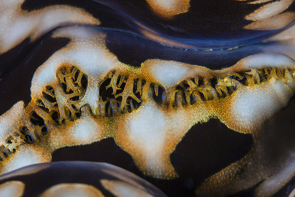 Detail of a colorful giant clam (Tridacna squamosa) growing on a reef near Alor in the Lesser Sunda Islands of Indonesia. This remote tropical region is home to extraordinary marine biodiversity. near Alor in the Lesser Sunda Islands of Indonesia.