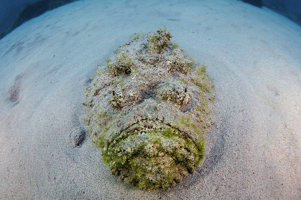 A predatory stonefish (Synanceia verrucosa) lies camouflaged in the sandy seafloor of Komodo National Park, Indonesia. This is the most venomous fish on Earth but uses its venom only for defensive purposes.