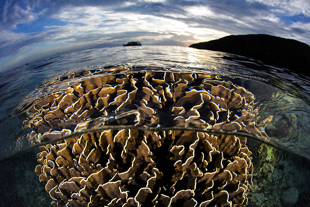 A beautiful coral colony (Heliopora sp.) grows in Komodo National Park, Indonesia.