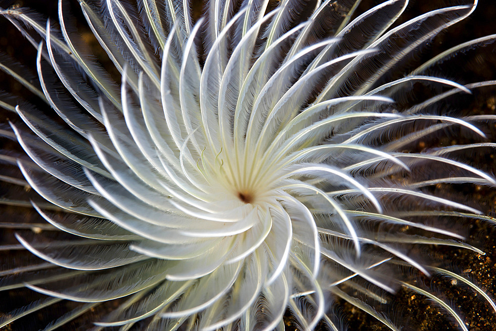 Detail of a feather duster worm growing on a coral reef near Alor in the Lesser Sunda Islands of Indonesia.