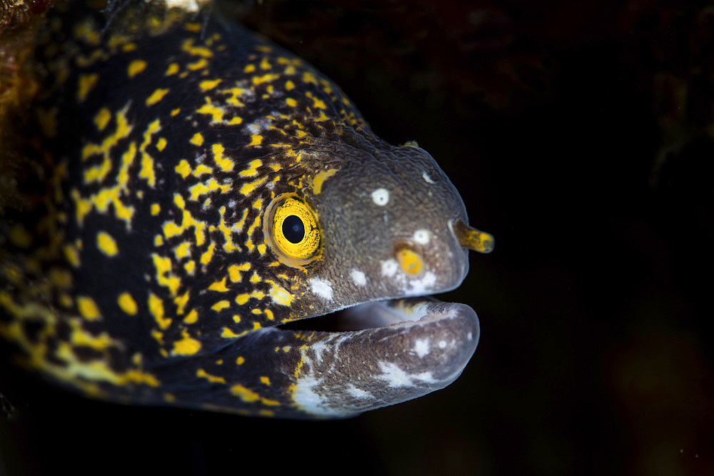 A snowflake moray eel (Echidna nebulosa) peeks out from a dark hole on a reef in Komodo National Park, Indonesia.