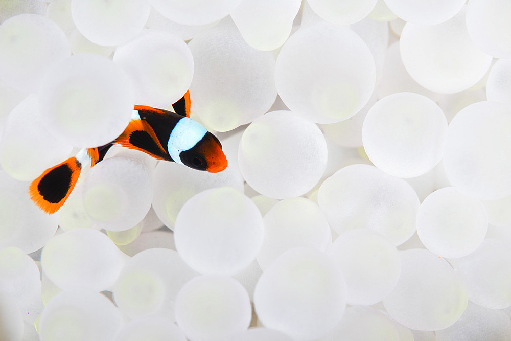 A young false clownfish (Amphiprion ocellaris) snuggles into its host anemone in Komodo National Park, Indonesia.