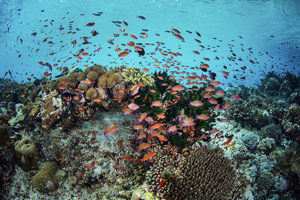 Colorful reef fish, mainly Scalefin anthias (Pseudanthias squamipinnis), swim above a beautiful set of corals growing near Alor in the Lesser Sunda Islands of Indonesia.