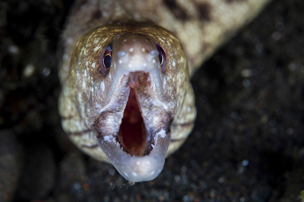 An unidentified moray eel (Gymnothorax sp.) swims over a sandy seafloor in Komodo National Park, Indonesia.