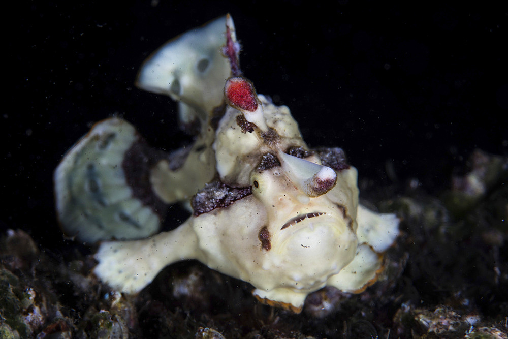 A warty frogfish (Antennarius maculatus) is well-camouflaged as it waits to ambush prey on a reef in Komodo National Park, Indonesia.