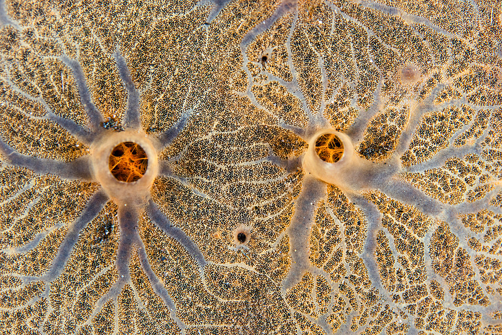 Detail of an encrusting sponge growing on a coral reef in Komodo National Park, Indonesia.