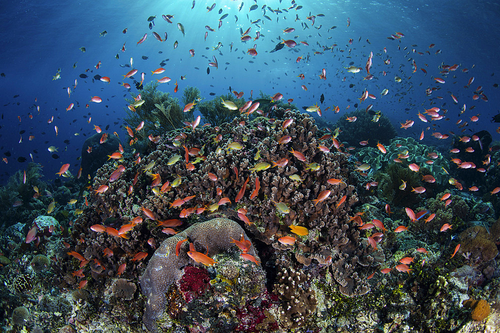 Colorful reef fish, mainly Scalefin anthias (Pseudanthias squamipinnis), swim above a healthy reef in the Lesser Sunda Islands of Indonesia.