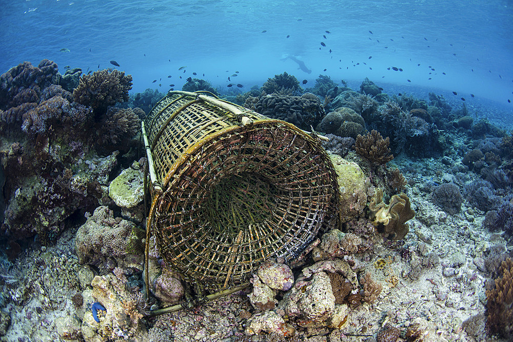 A traditional fish trap, made out of bamboo, captures small reef fish near Alor in the Lesser Sunda Islands of Indonesia.