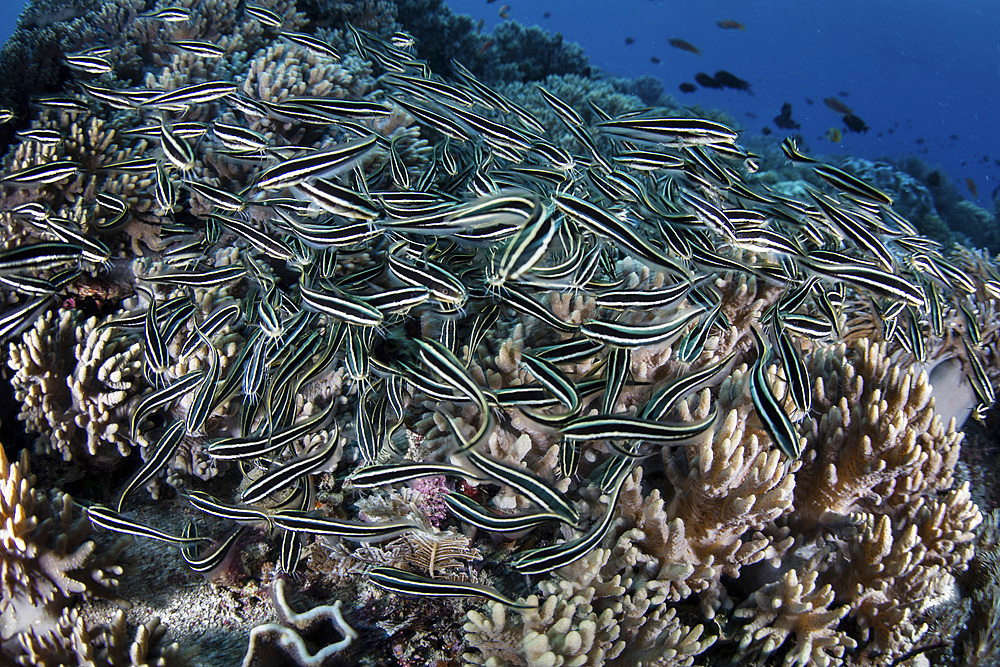 A school of striped eel catfish (Plotosus lineatus) swarms over a reef searching for food in the Lesser Sunda Islands of Indonesia.