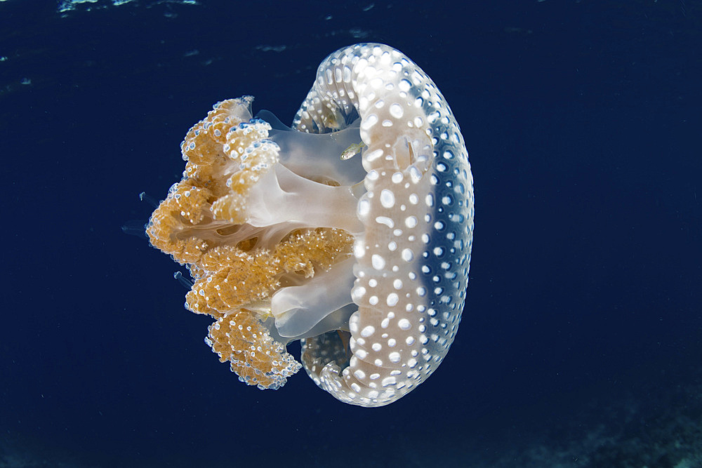 A white-spotted jellyfish (Phyllorhiza punctata) drifts in a strong current in the Lesser Sunda Islands of Indonesia.