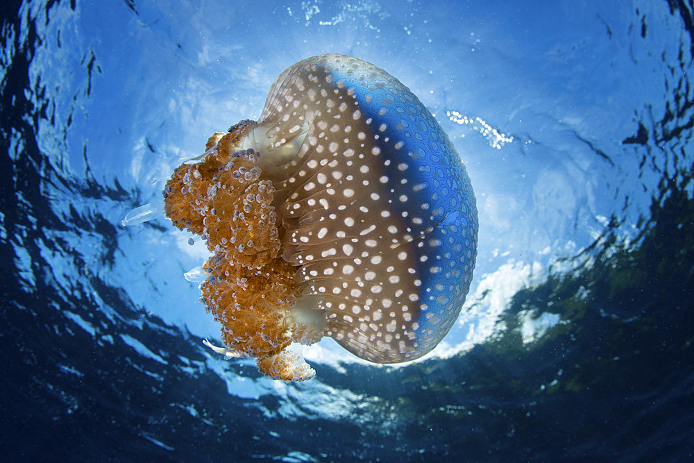 A white-spotted jellyfish (Phyllorhiza punctata) drifts in a strong current in the Lesser Sunda Islands of Indonesia.