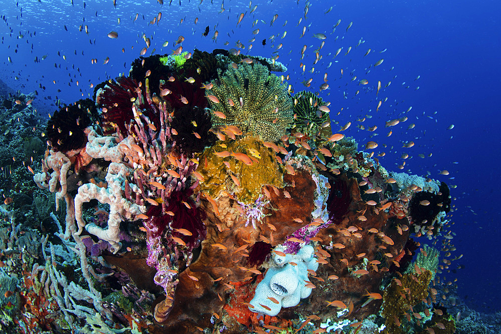 Colorful reef fish, mainly Scalefin anthias (Pseudanthias squamipinnis), swim in a strong current near Alor in the Lesser Sunda Islands of Indonesia.