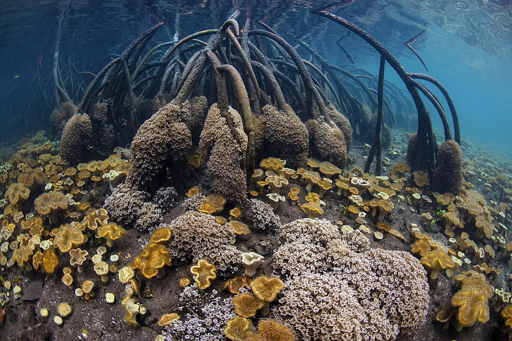 The seafloor in a mangrove forest is covered by soft leather corals in Raja Ampat, Indonesia.