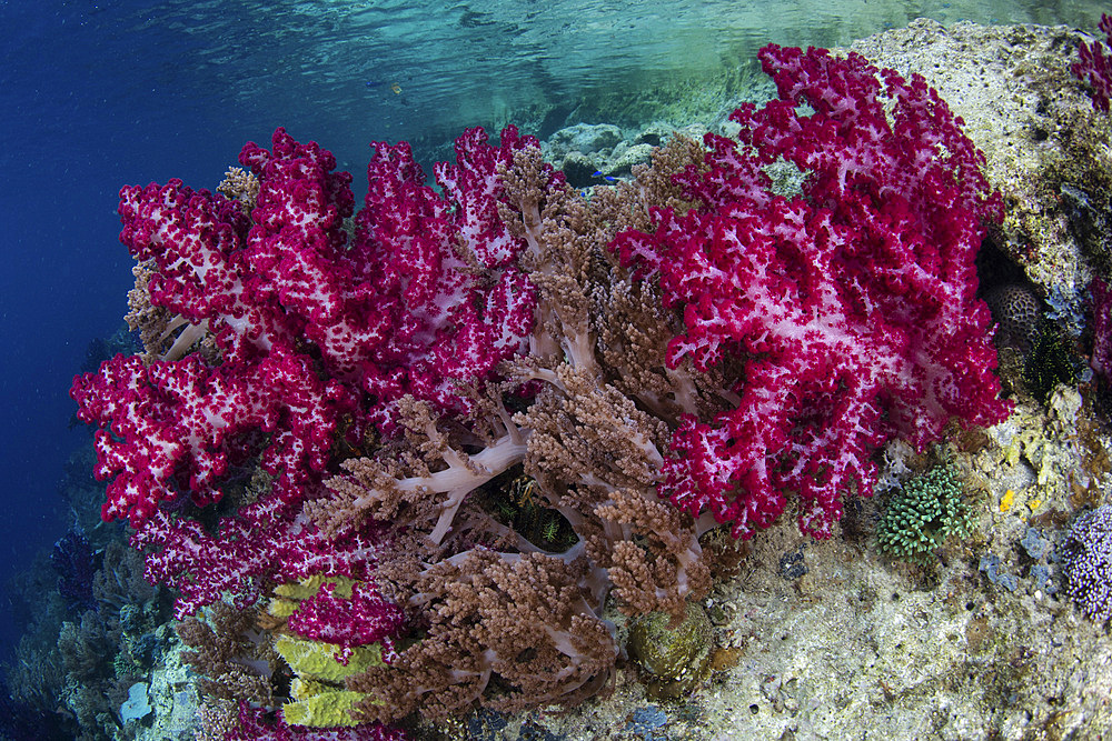 Beautiful soft corals (Dendronephthya sp.) grow on the edge of a channel in Raja Ampat, Indonesia.