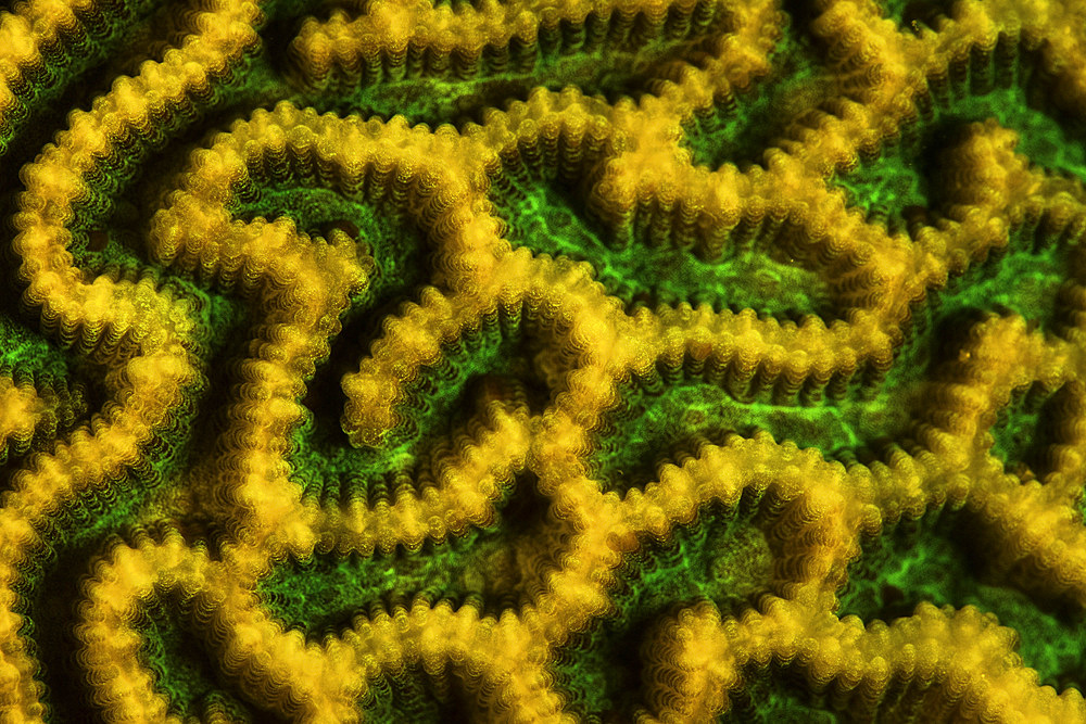 Detail of a fluorescing coral colony growing on a shallow reef in Raja Ampat, Indonesia.