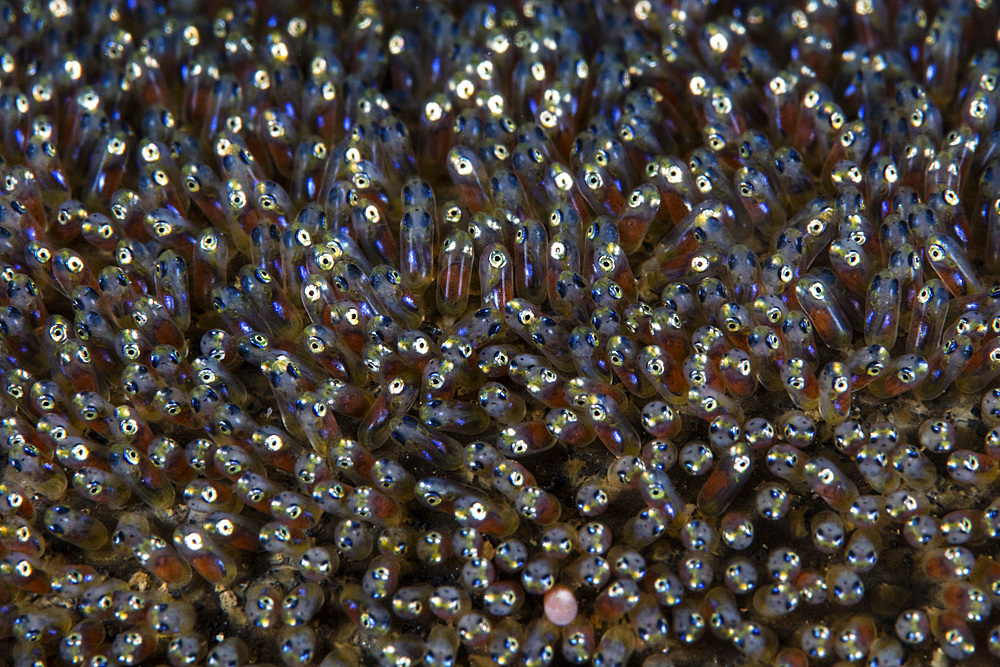 Saddleback anemonefish embryos develop on the seafloor of Lembeh Strait, Indonesia.