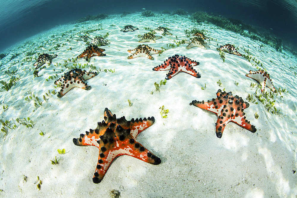 Colorful chocolate chip sea stars (Protoreaster nodosus) lay on the shallow sandy seafloor of Raja Ampat in eastern Indonesia.