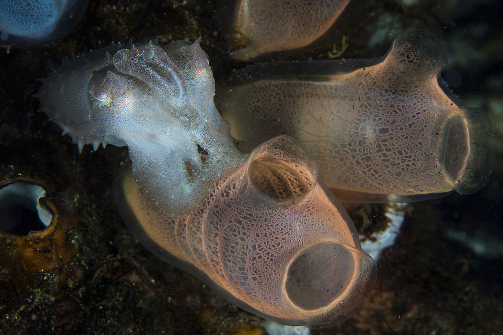 A baby broadclub cuttlefish (Sepia latimanus) hovers in Lembeh Strait, Indonesia.