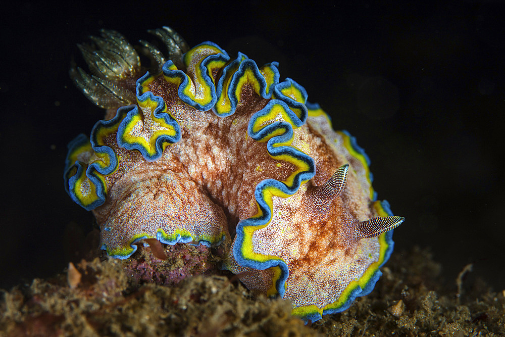 A beautiful nudibranch (Glossodoris cincta) crawls on the black sand seafloor in Lembeh Strait, Indonesia.