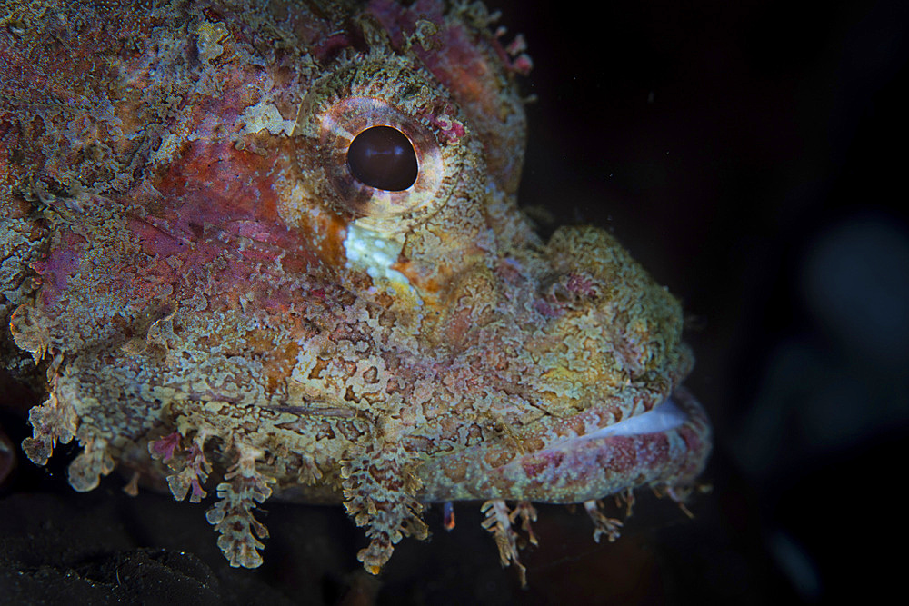 A colorful scorpionfish waits to ambush prey on the seafloor of Lembeh Strait, Indonesia.