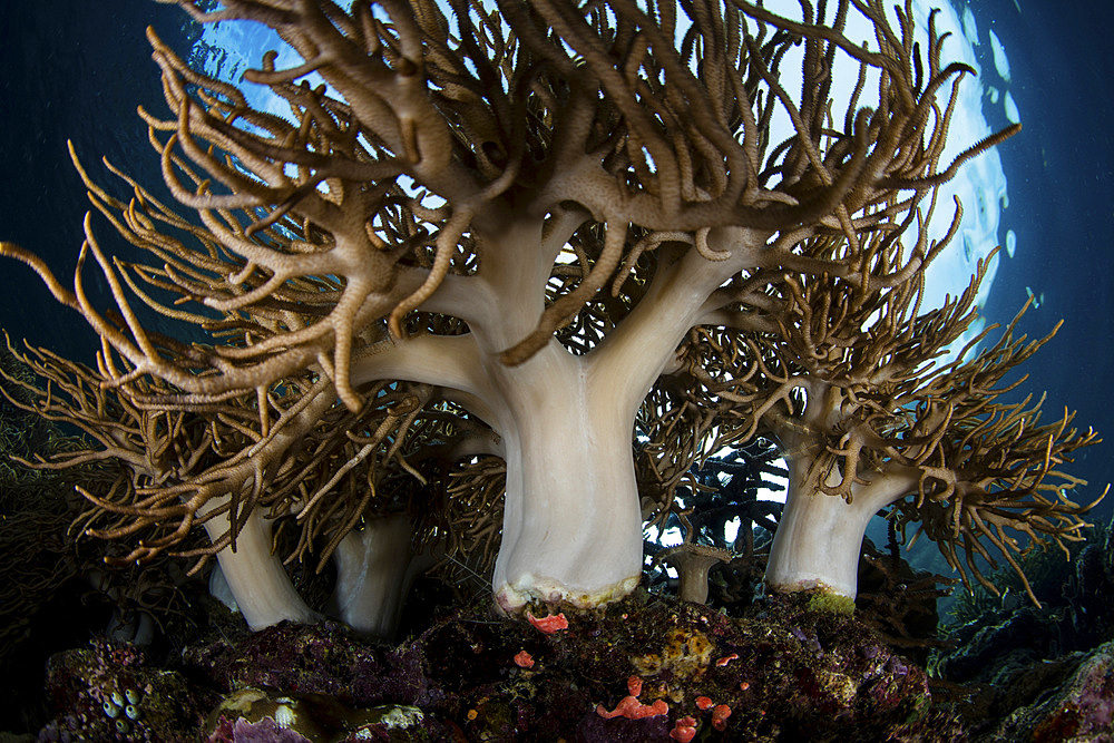 Soft corals grow on the edge of a beautiful reef in the historic Banda Islands of eastern Indonesia.