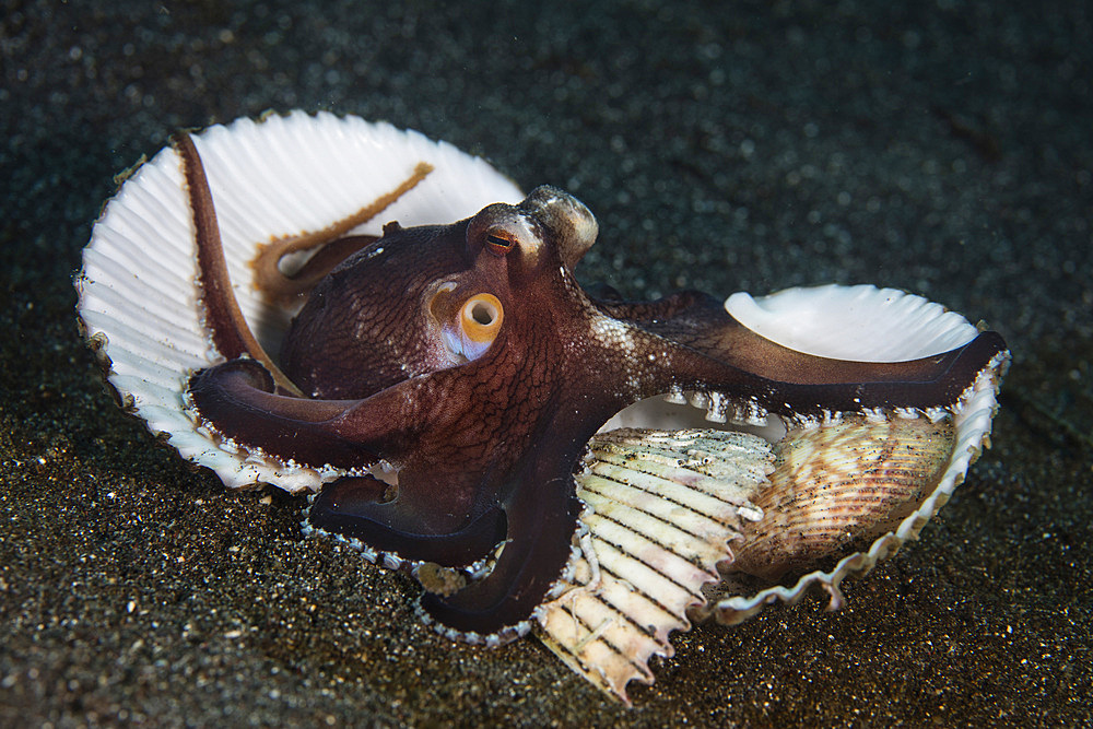 A coconut octopus (Amphioctopus marginatus) clings to shells on the seafloor in Lembeh Strait, Indonesia.