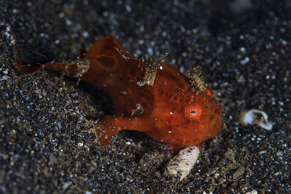 A young painted frogfish (Antennarius pictus) sits on the volcanic seafloor of Lembeh Strait, Indonesia.