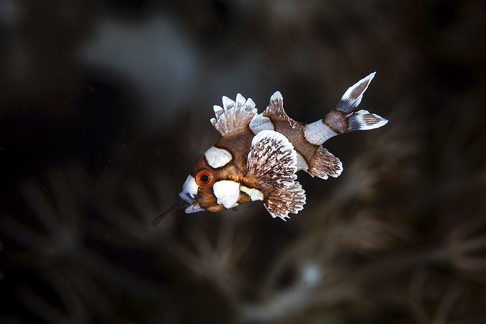 A juvenile many-spotted sweetlips (Plectorhinchus chaetodonoides) feeds on a small fish near the seafloor in Lembeh Strait, Indonesia.