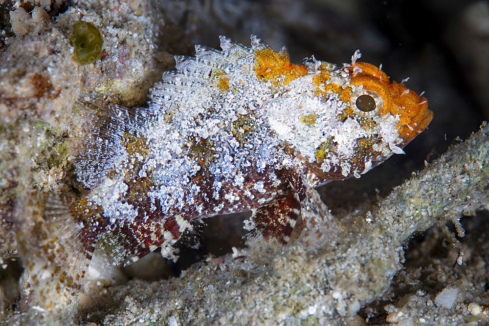 A small, unidentified scorpionfish hides in a shallow seagrass meadow in the Banda Islands of eastern Indonesia.